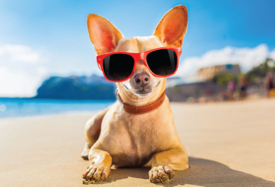 Dog in sunglasses on a beach