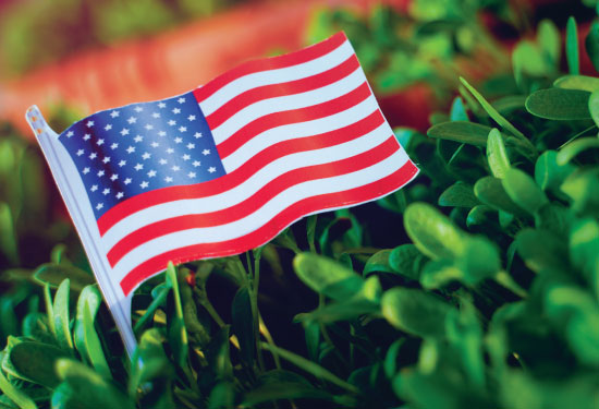 Small American flag in the green grass